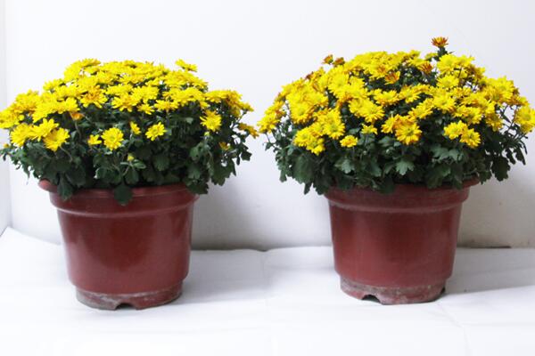 菊花种植方法和时间，种植最佳时间在每年的春季