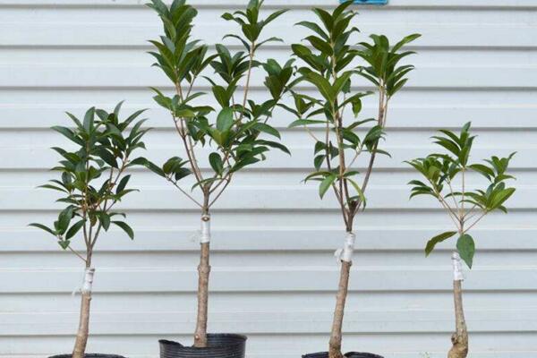 盆栽桂花的养殖方法,养好桂花必须要掌握以下5点