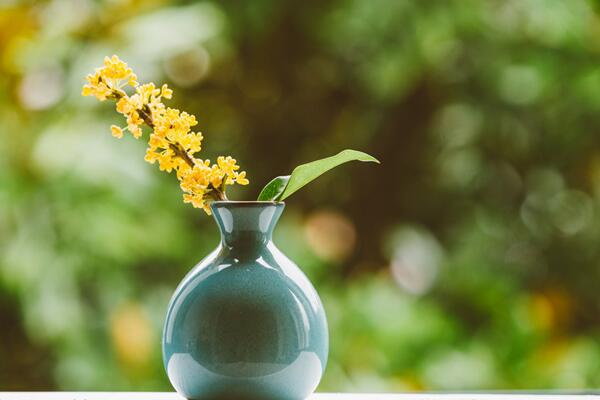 桂花树什么时候开花,四季桂一年四季都能开花