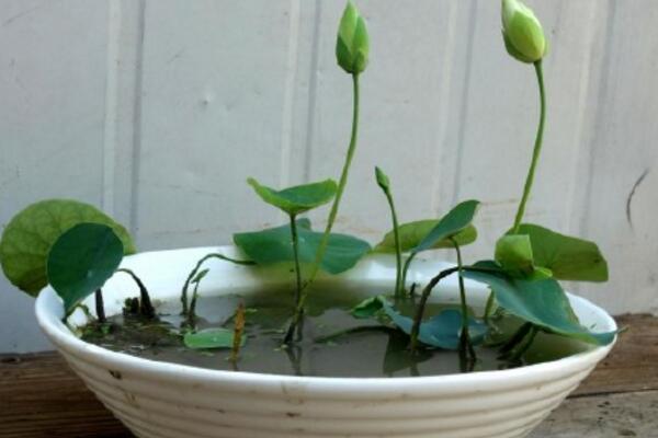 水培荷花的养殖方法,勤换水并保证光照充足