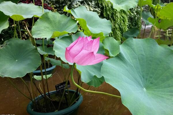 盆栽荷花如何施肥,磷钾肥为主氮肥为辅