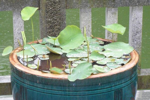 盆栽荷花如何施肥,磷钾肥为主氮肥为辅