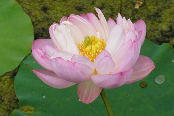 室内荷花冬天怎么养,保证温度并加强光照
