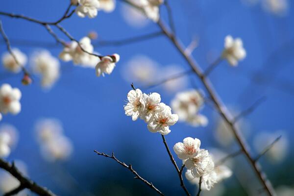 樱花开花后怎么养护,及时修剪并补充养分