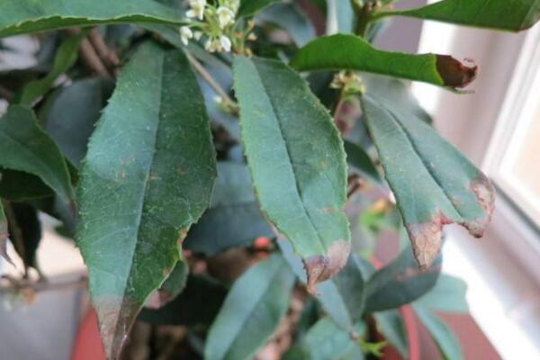 桂花叶子掉光还能活吗,只要植株没死就能够救活