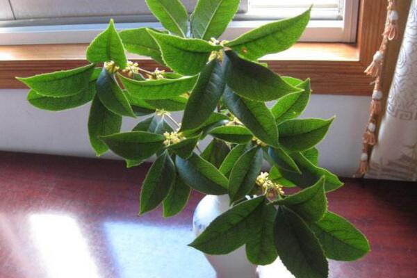 桂花叶子掉光还能活吗,只要植株没死就能够救活