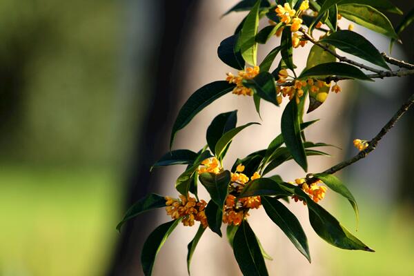 桂花树种植方法,5步即可完成桂花的种植