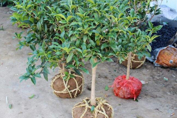 桂花树种植方法，5步即可完成桂花的种植