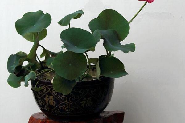 荷花能在室内养吗,可以在室内养但要做好以下几点