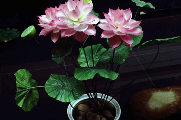 荷花能在室内养吗,可以在室内养但要做好以下几点