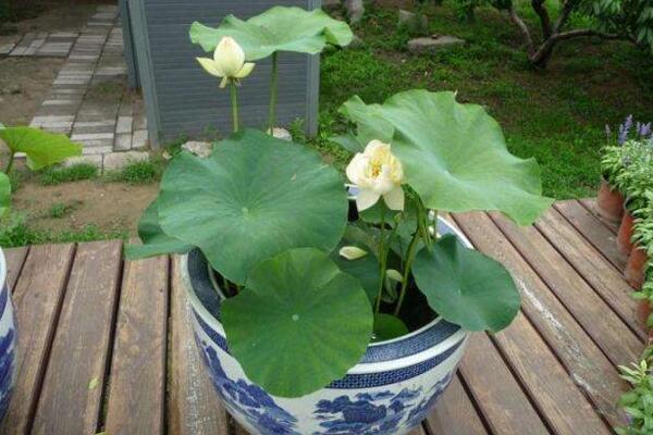 荷花能在室内养吗,可以在室内养但要做好以下几点