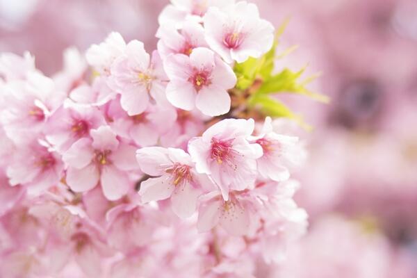 樱花什么时候开花,每年的4月开花(花期15天左右)