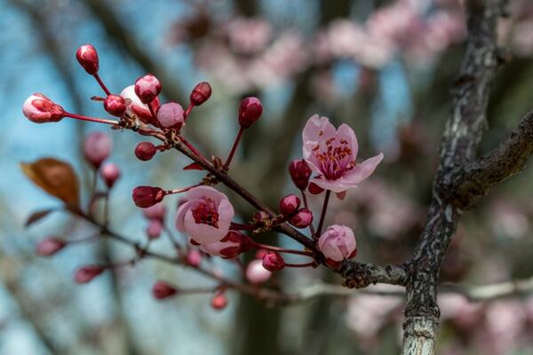 樱花什么时候开花，每年的4月开花（花期15天左右）