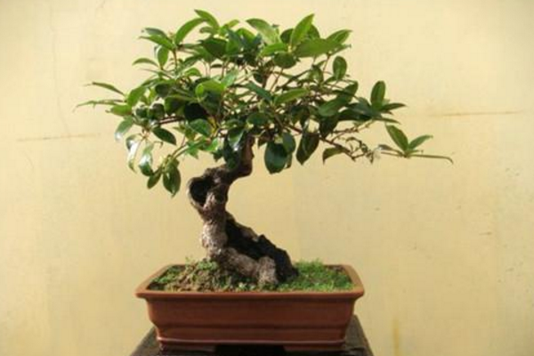 盆栽桂花树种植技术,种植最佳时期在每年的春季