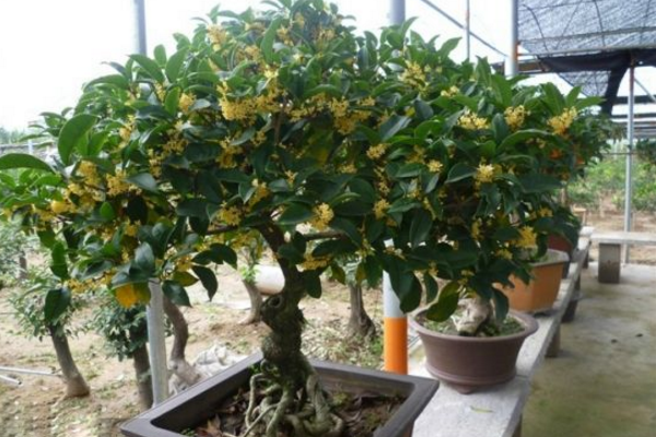 盆栽桂花树种植技术,种植最佳时期在每年的春季