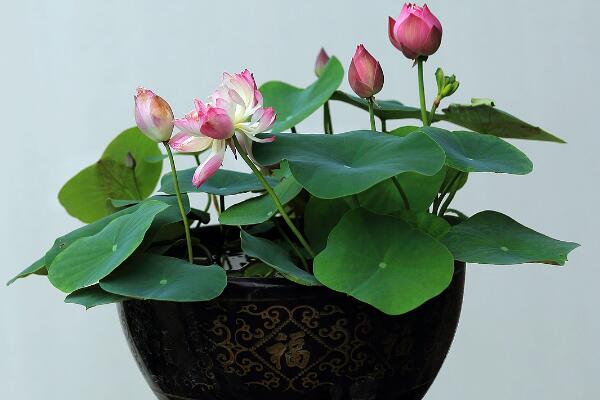 盆栽荷花冬天怎么保存,可通过三种方法进行保存