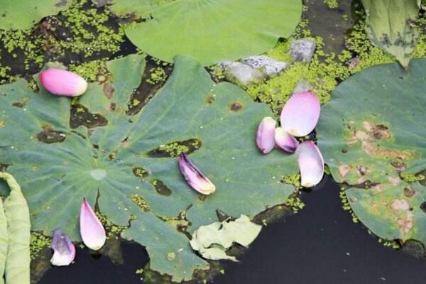 家养荷花叶子烂了怎么办,修剪烂叶并做好消毒处理