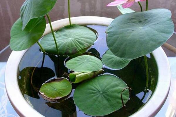 盆栽荷花的种植方法,即可以播种也可以种藕