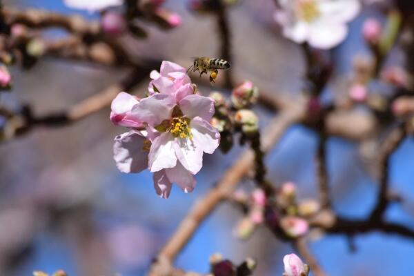 樱花烂根是怎么回事，樱花烂根原因以及处理方法