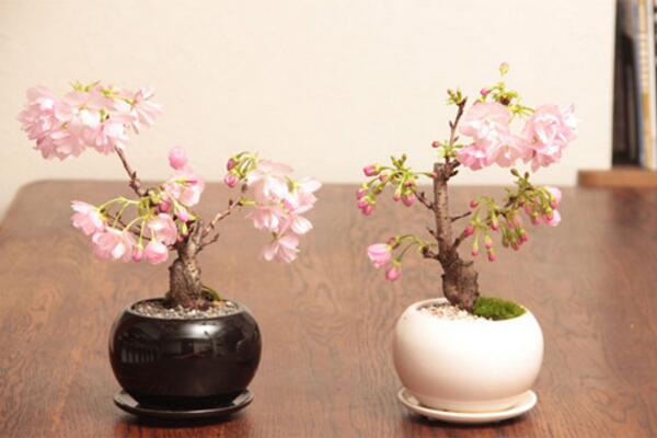 樱花盆栽养殖方法,分享樱花盆景养殖5大要点