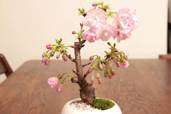 樱花盆栽养殖方法,分享樱花盆景养殖5大要点