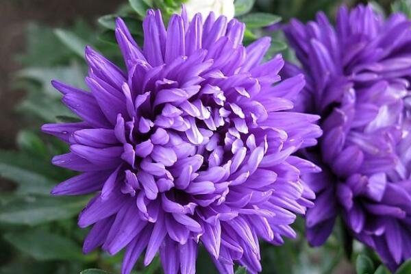 如何延长菊花的花期,保证养分以及光照充足
