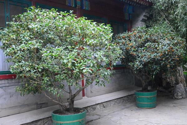 桂花为什么不开花,可能是光照、养分不足导致