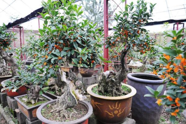 桂花为什么不开花,可能是光照、养分不足导致