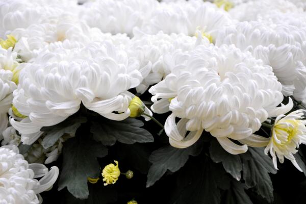 菊花夏季怎么养护,夏季养护要点以及注意事项