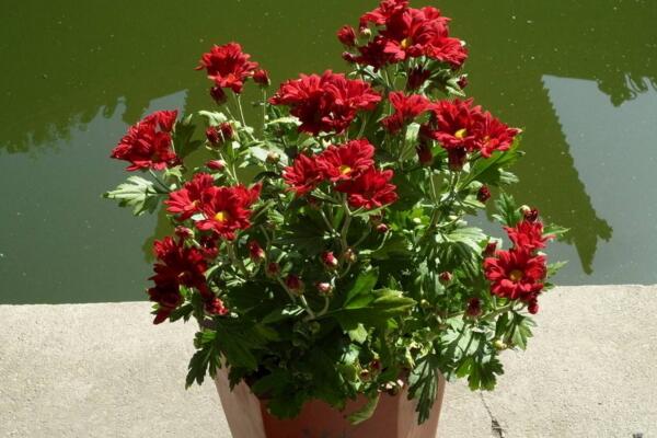 菊花夏季怎么养护,夏季养护要点以及注意事项