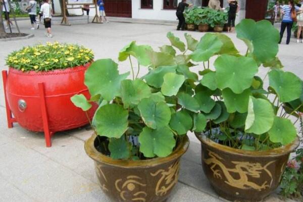 盆栽荷花的养殖方法,做好以下5点让你的荷花“皎洁无瑕”