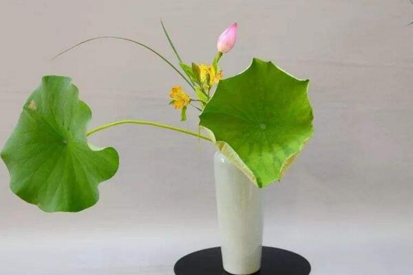 摘下来的荷花怎么养,修剪过后可插入花瓶中养护