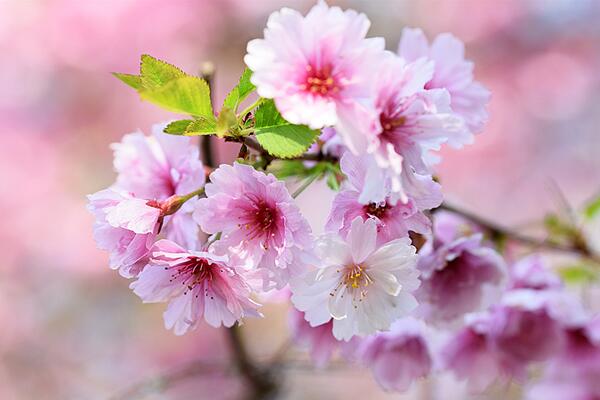 樱花不开花怎么办，及时补充光照以及养分