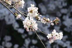 樱花不开花怎么办，及时补充光照以及养分