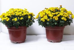 盆栽菊花的扦插方法，建议在春夏两季进行扦插