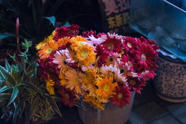 菊花叶子变黑怎么回事,可能是感染了褐斑病