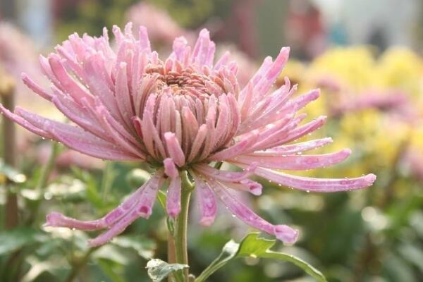 菊花叶子变黑怎么回事,可能是感染了褐斑病