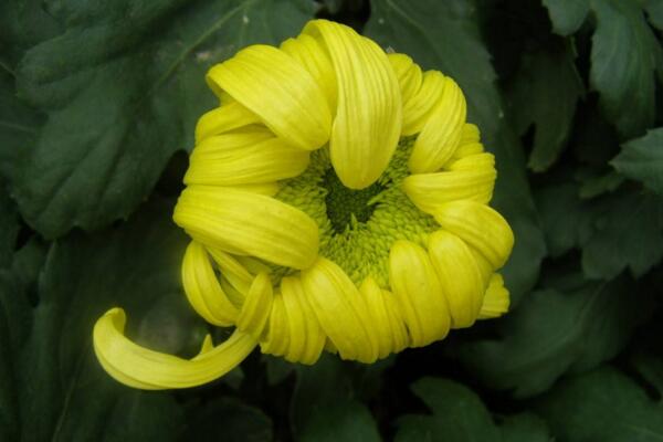 菊花叶子变黑怎么回事,可能是感染了褐斑病