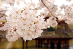 樱花树苗的种植方法，5步即可完成樱花的种植
