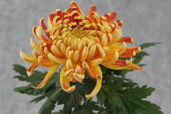 菊花如何室内越冬,菊花安全越冬5大要点