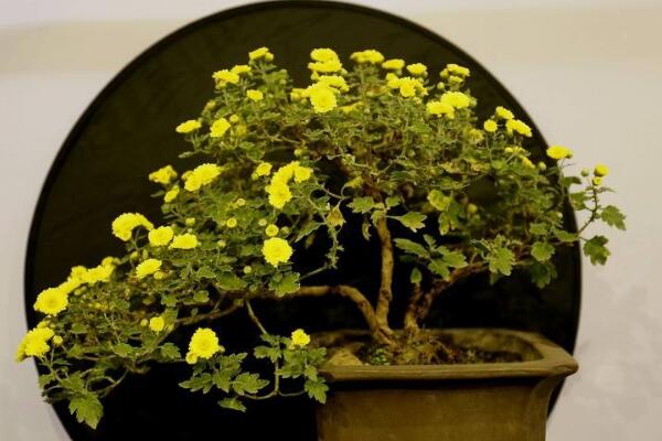 菊花如何室内越冬,菊花安全越冬5大要点