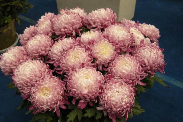菊花怎么养护,菊花日常养护5大要点