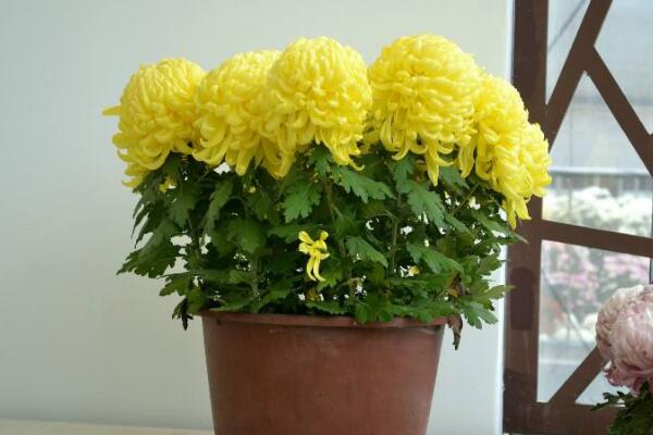 菊花可以四季都开花吗,人工控制环境才能让它四季开花
