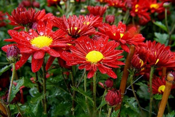 菊花可以四季都开花吗,人工控制环境才能让它四季开花