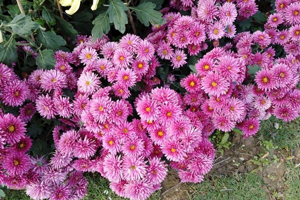 菊花秋天怎么养,保证光照、养分的充足