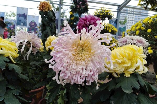 菊花秋天怎么养,保证光照、养分的充足