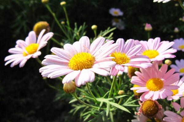菊花栽培和繁殖方法,菊花栽培可通过4步进行
