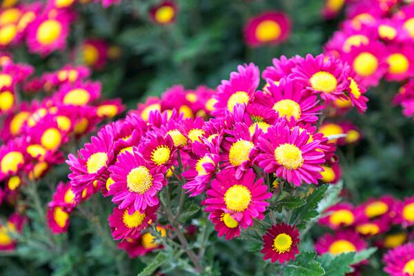 菊花栽培和繁殖方法,菊花栽培可通过4步进行