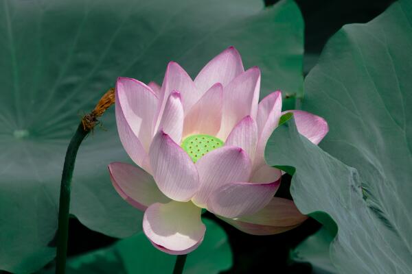 荷花怎么养在花瓶里,后期养护十分关键