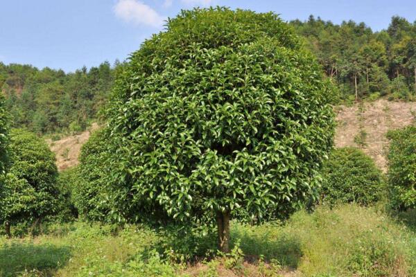 桂花树苗怎么移栽，5步即可完成树苗的移栽